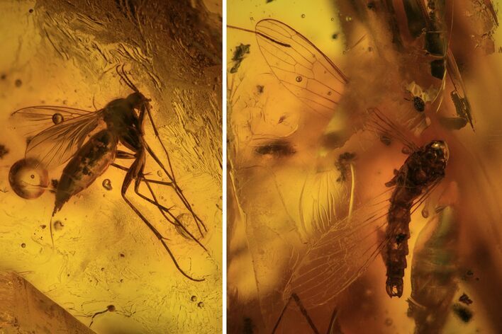 Fossil Crane Fly (Limoniidae) and Diptera In Baltic Amber #87234